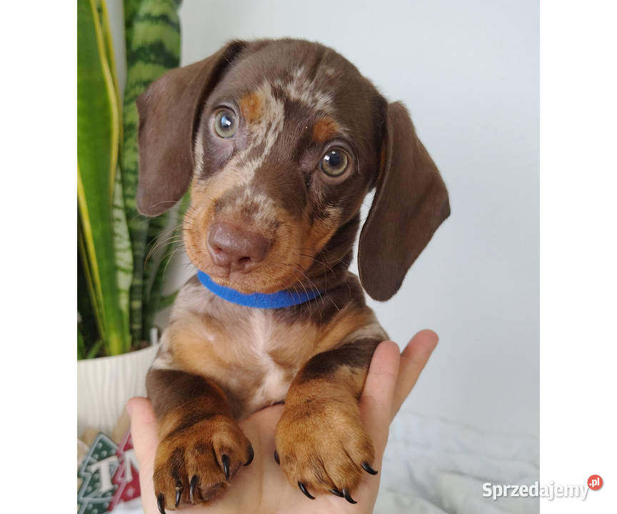 SAMIEC Jamnik krótkowłosy Choco Merle podpalany Kraków