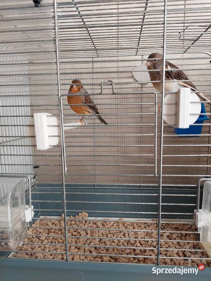 Kanarki para lęgowa śląskie