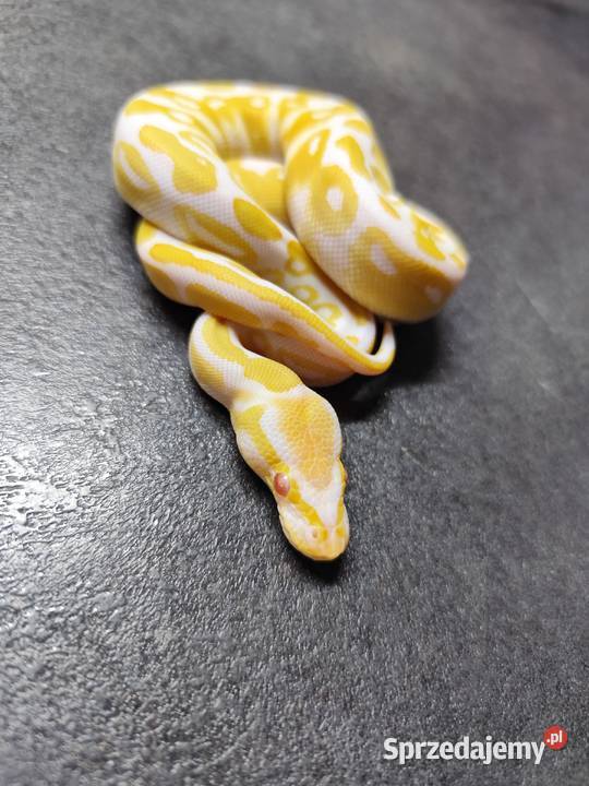 Pytony Królewskie Albino mazowieckie Pruszków