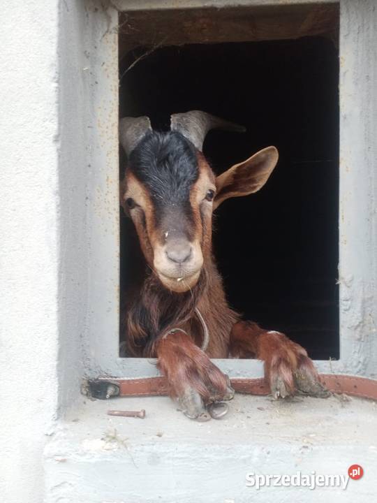 Kozioł dwuletni Pionki