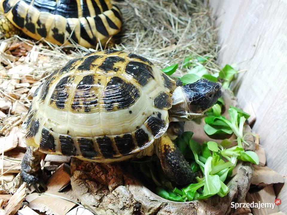 Żółw stepowy samica 5 lat Lubsko