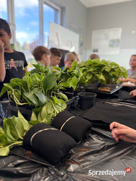 Wertykalny ogród 85x65 na ścianę Donice ogrodowe mazowieckie Warszawa