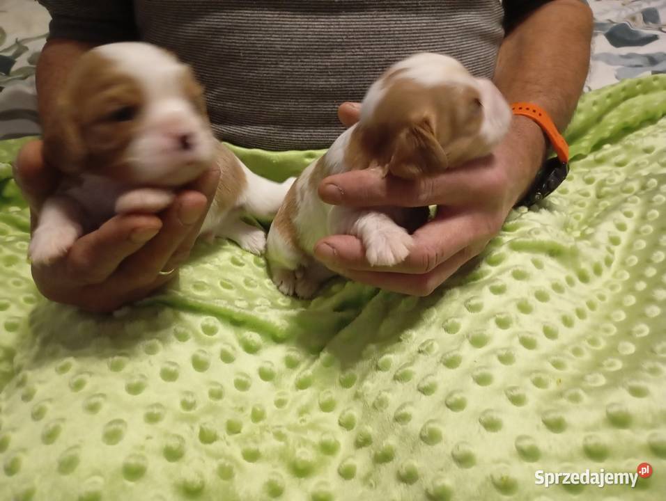 Cavalier King Charles Spaniel FCI Będzin