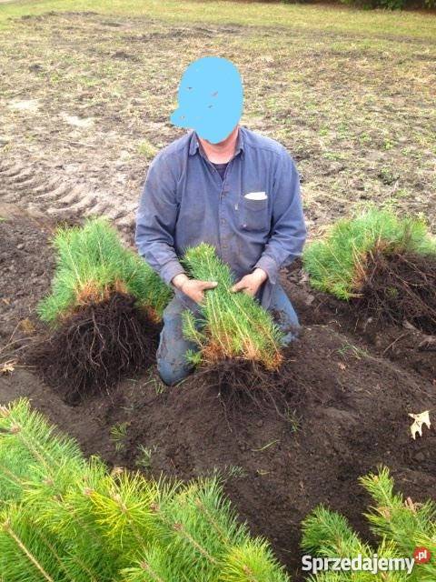 Sadzonki sosny na zalesianie Biała Podlaska