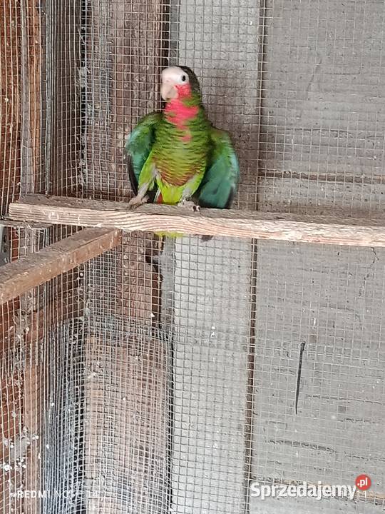 Samczyk amazonki kubański Pruszynek sprzedam