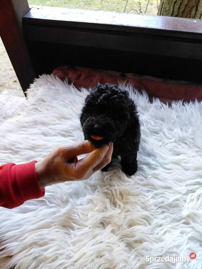 Pudel toy piesek czarny Wyszków