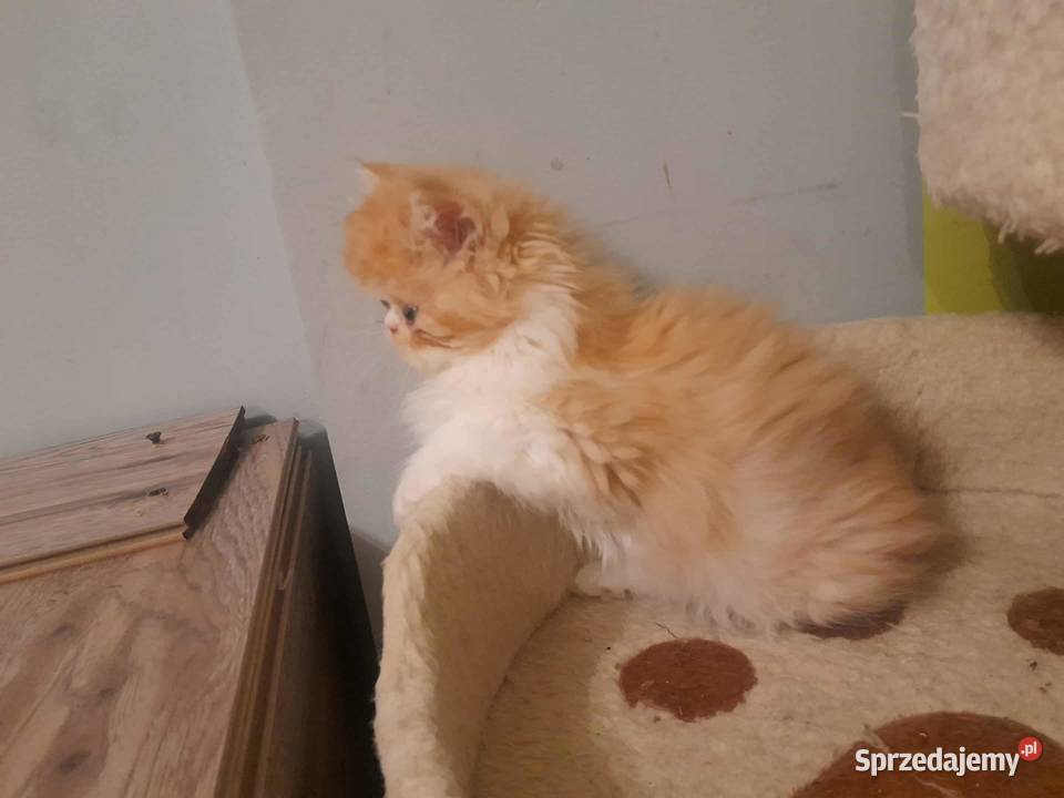 Kotka perska rudobiszkoptowobiała Perski małopolskie Szyk