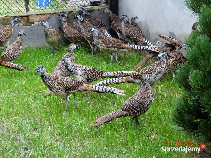 Sprzedam Bażanty Diamentowe Bażant z 2025 Samce Gostyń