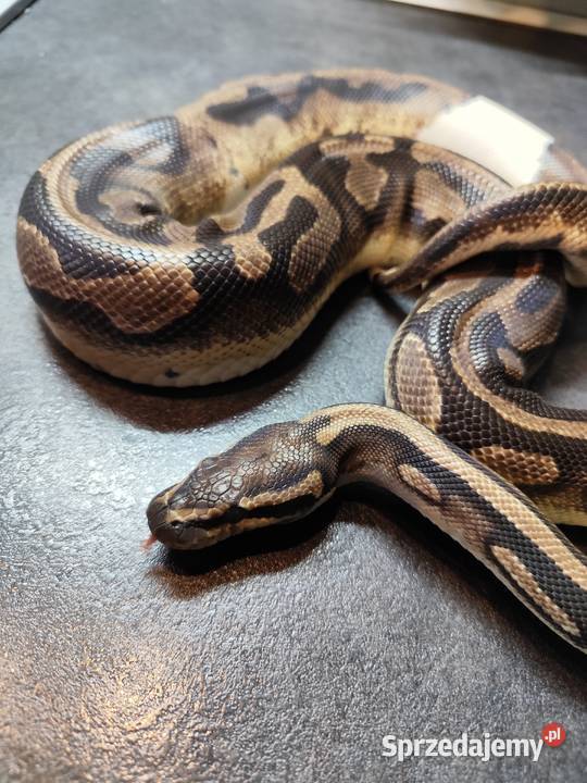 Pyton królewski samiec Piebald