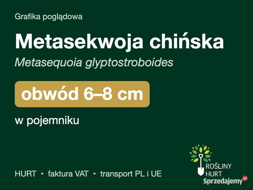 Metasekwoja chińska obwód 68 w pojemniku HURT