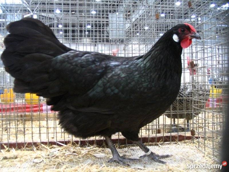 Sprzedam jednodniowe pisklęta zamówienie na wios