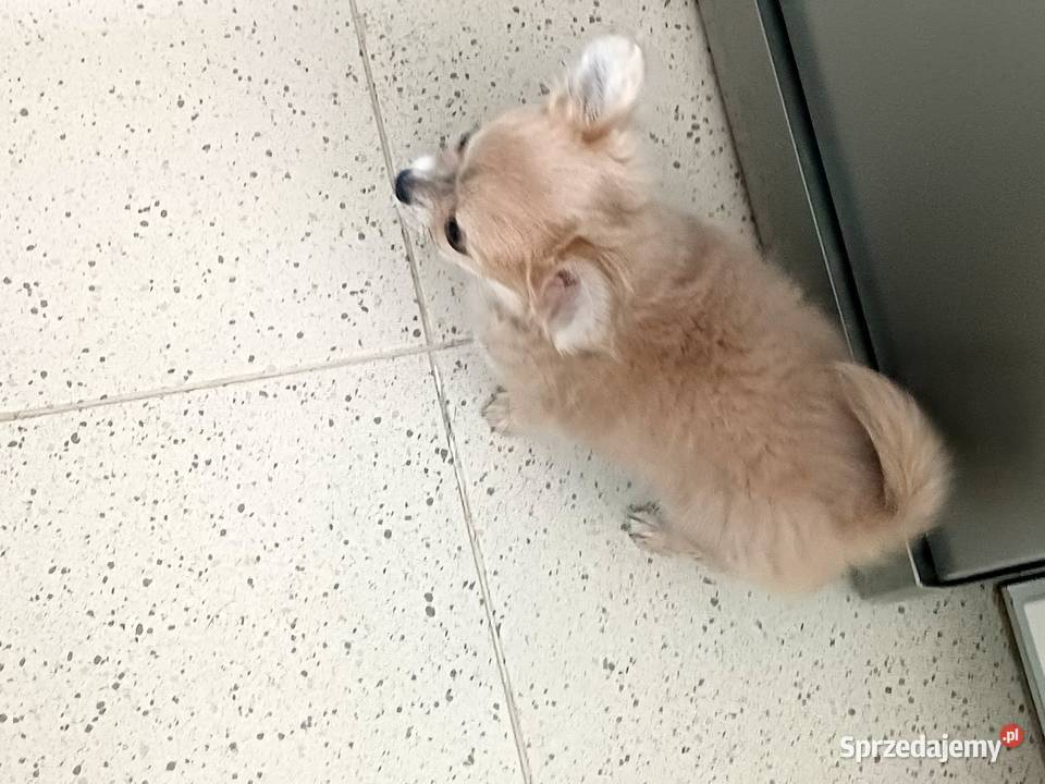 Chihuahua Beżowa Mini Mini Krótkowłosa Sunia Zgierz