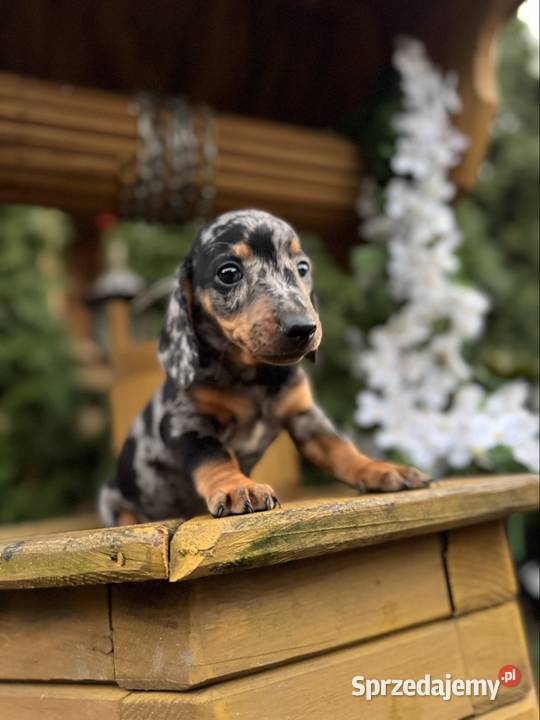 Cudowny Piesek jamnik miniaturowy blue merle z małopolskie Kraków sprzedam