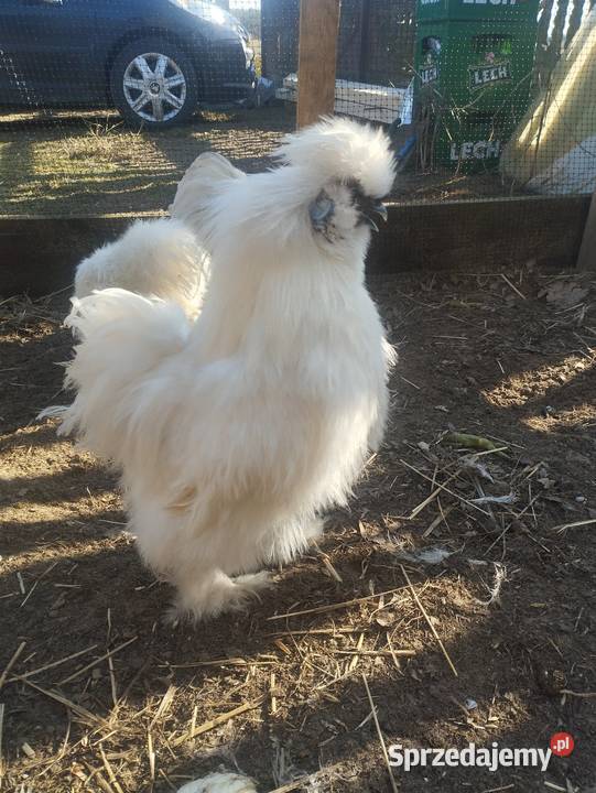 Kogut silka usa Hucisko