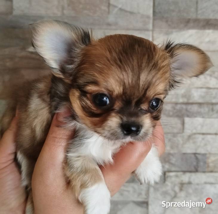 Chihuahua maleńki piesek długowłosy sprzedam