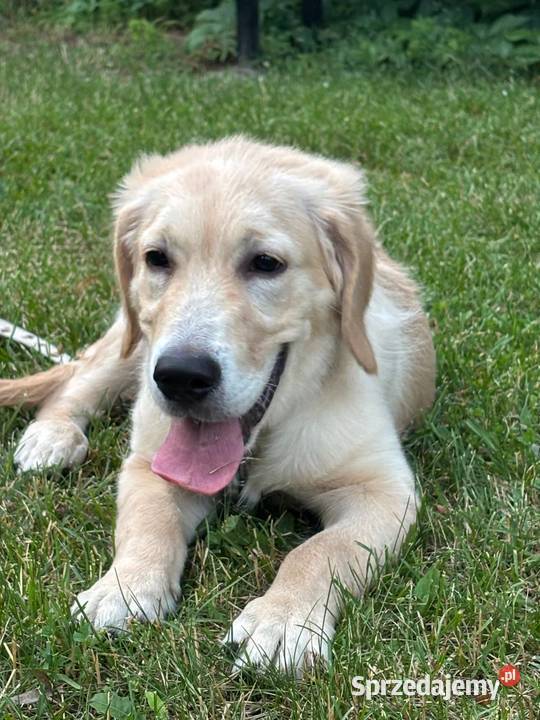 Szczeniak rasy Golden Retriever Września