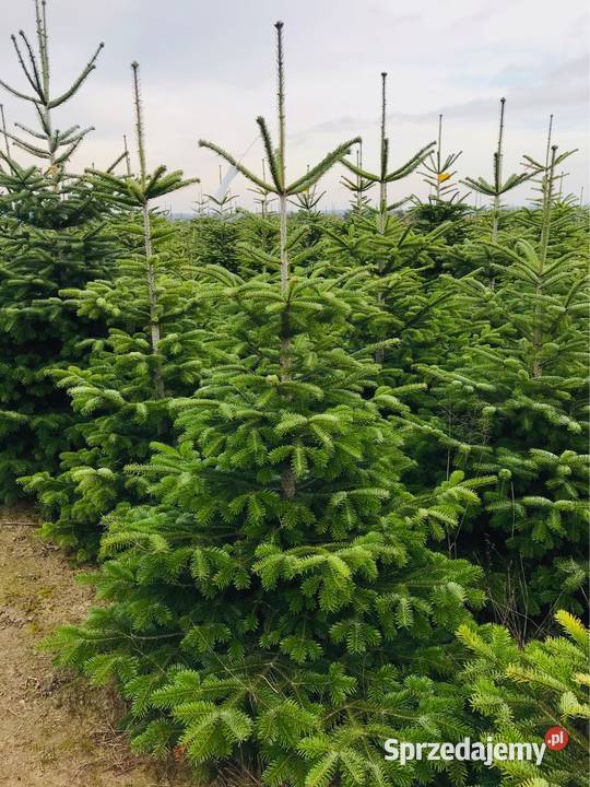 Jodła kaukaska plantacja Polski Producent Hurt i Osieczna