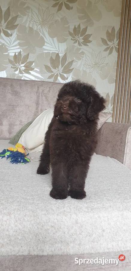 Pies pudel toy miniatura Szarlejka