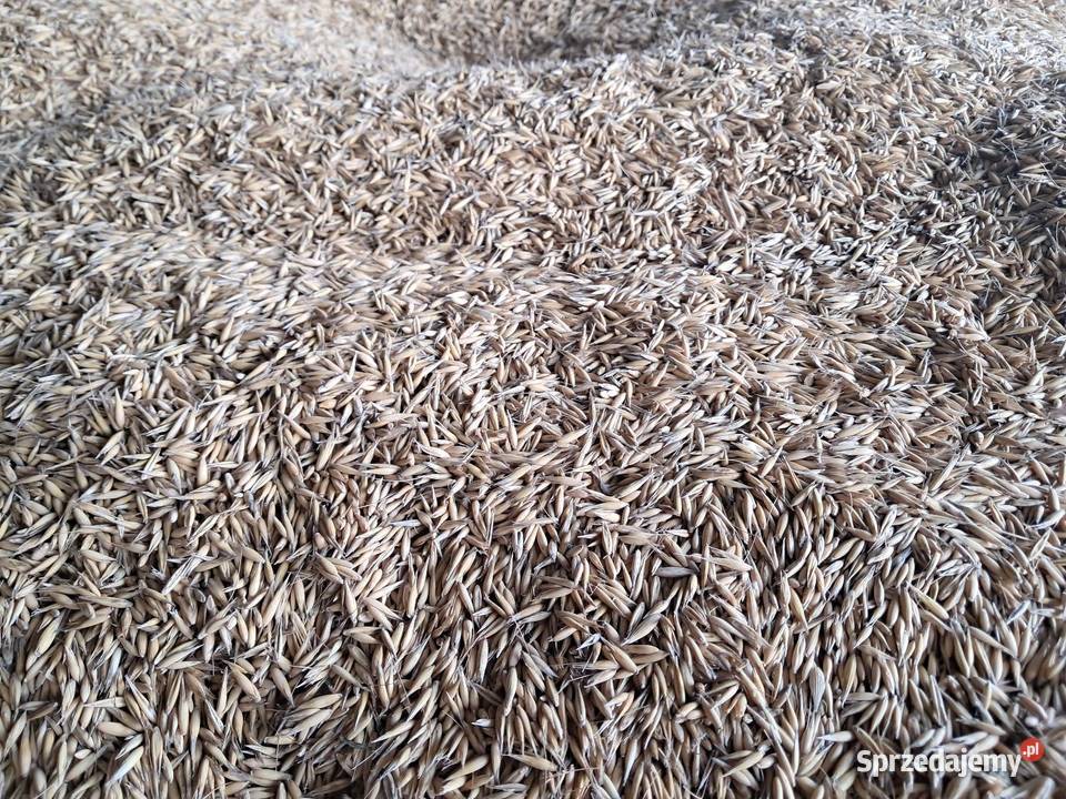 Sprzedam Owies 2025 łódzkie Brudzewice-Kolonia