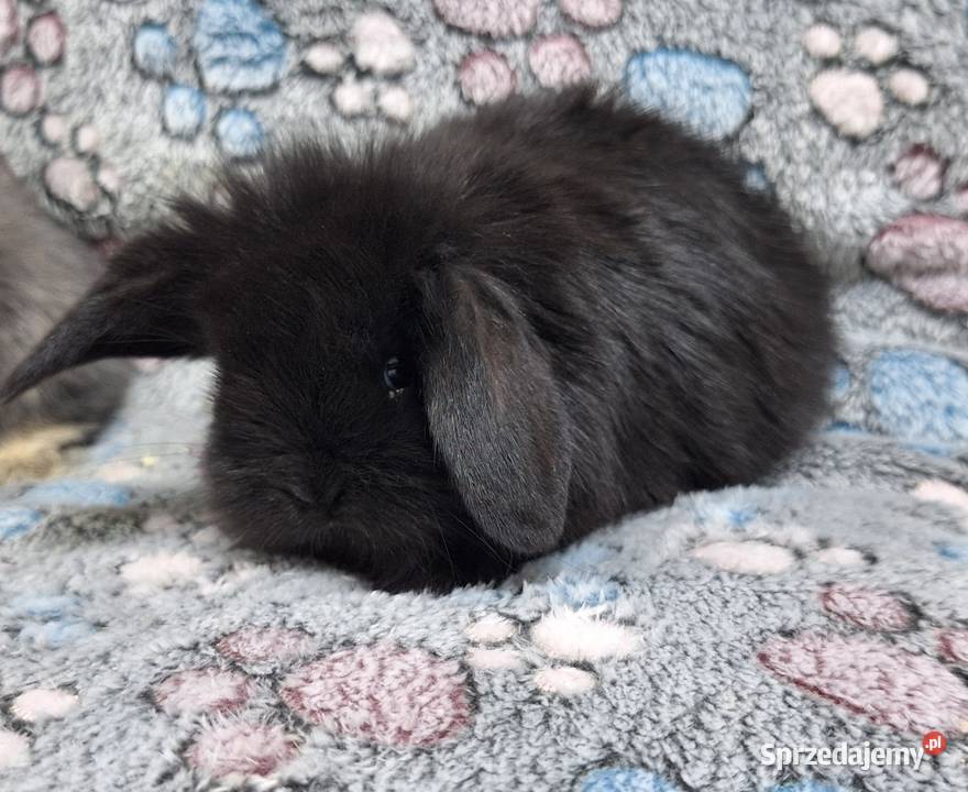 Króliczki Baranki Mini Lopki samczyki