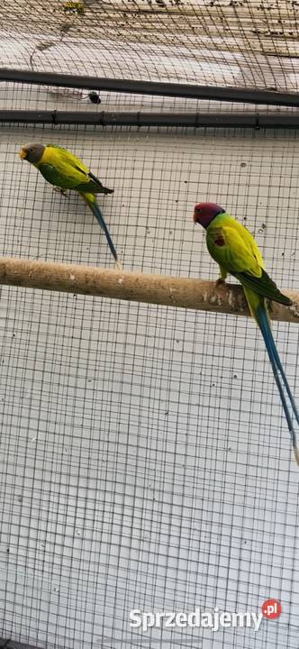 Aleksandretta śliwoglowa Maciejowice