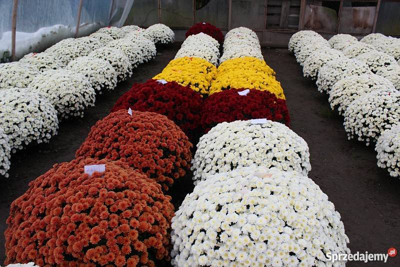 Chryzantemy drobnokwiatowe PRODUCENT HURT DETAL sprzedam