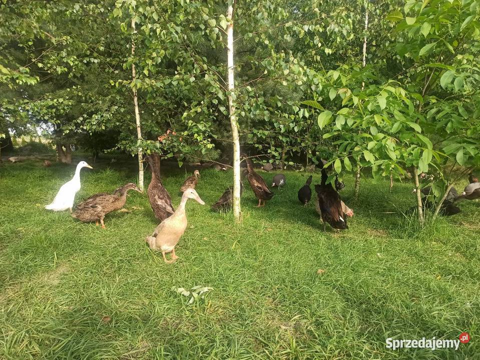 Jaja lęgowe biegusa biegus indyjski Krasnystaw