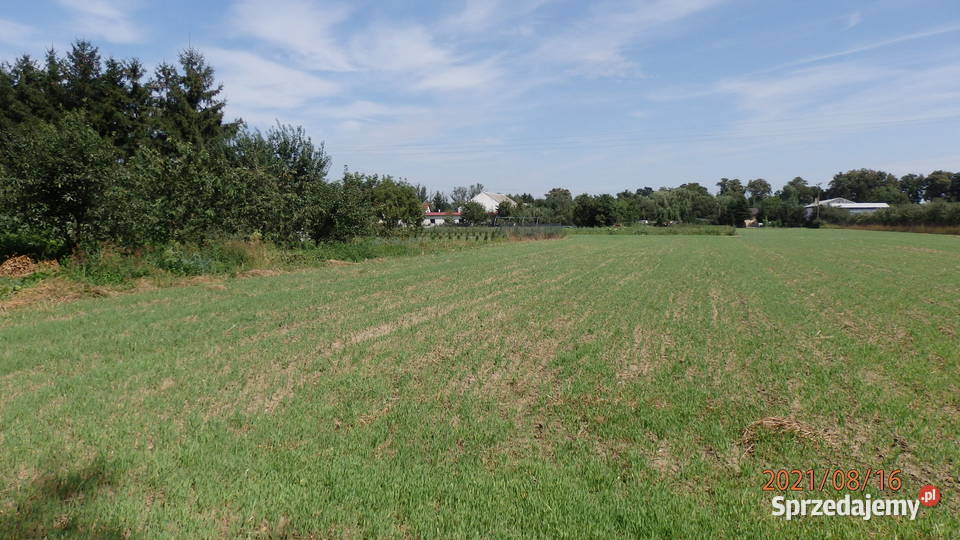 Sprzedam działkę budowlano inwestycyjna 36m Grunty i działki Głogówko Królewskie