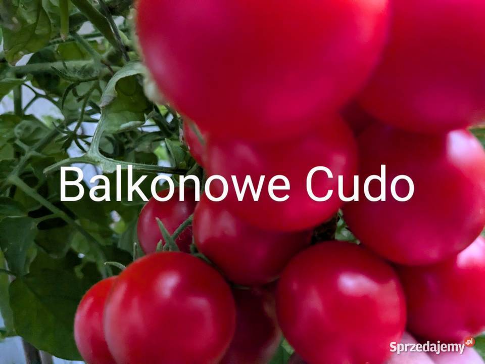 Nasiona warzyw Pomidor Ogórek odporne na zaraze Kraków
