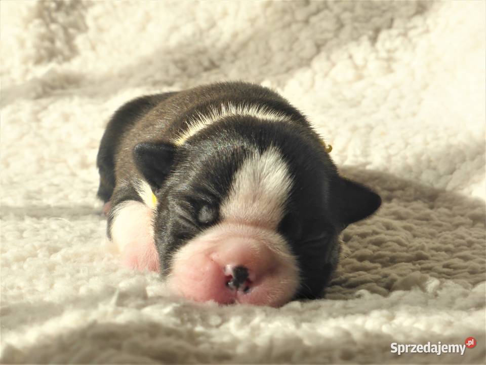 Piękne Szczenięta Boston Terrier ZKwPFCI oddz Syców