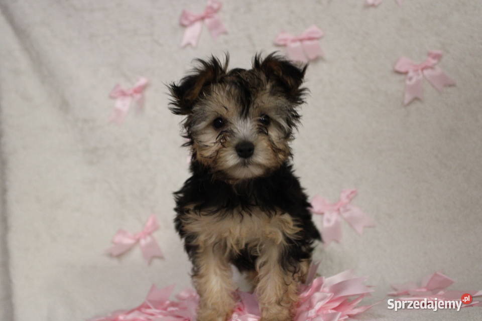 Yorkshire Terrier suczka Poznań