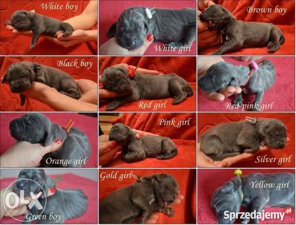 Dog niemiecki błękitny szczenięta Championach Świdwin