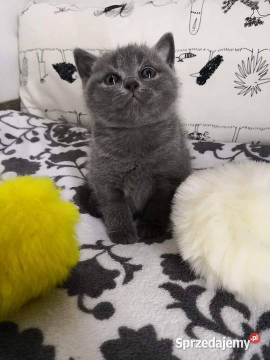 kocurek brytyjski krótkowłosy Wrocław