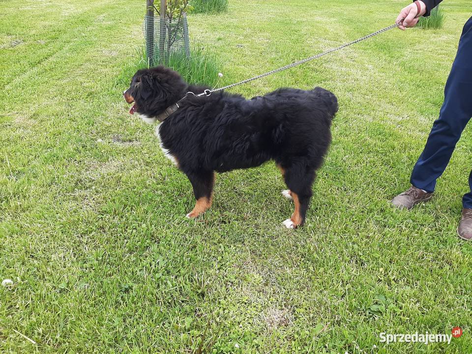 Berneński pies pasterski 6 miesięcy Sprzedaje z Berneński Pies Pasterski świętokrzyskie