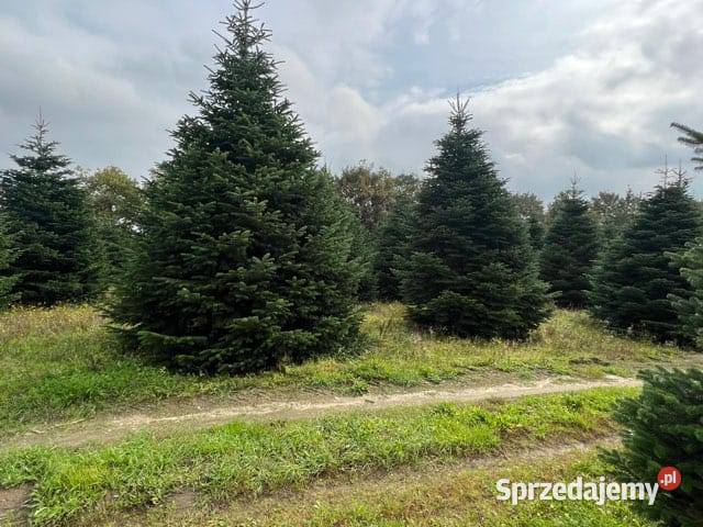 choinka xxl 3 4 5 6 7 8 m jodła kaukaska premium Boże Narodzenie Golęczewo