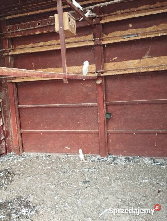 Cukrówki Świebodzice