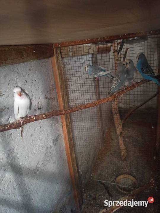 Sprzedam papugi faliste