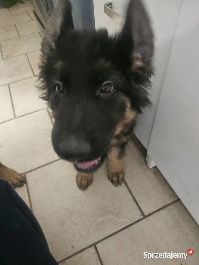 Szczeniaczki Rasy Owczarek Niemiecki długowłosy sprzedam