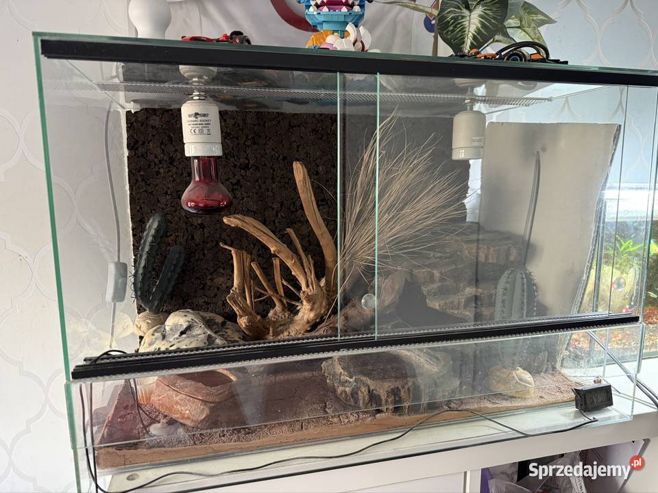 Gekon terrarium i całe wyposażenie Gady i płazy