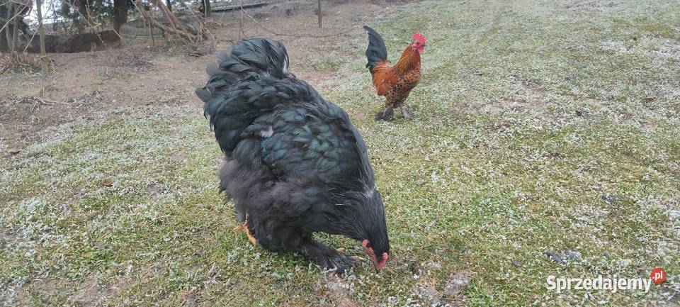 Kochin olbrzymi czarny Tokarówka