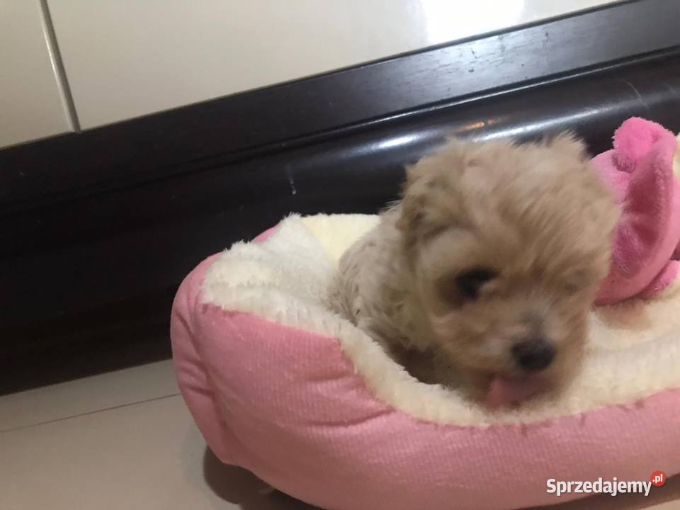 Maltipoo dziewczynka prześliczna małych Pozostałe Bielany Wrocławskie