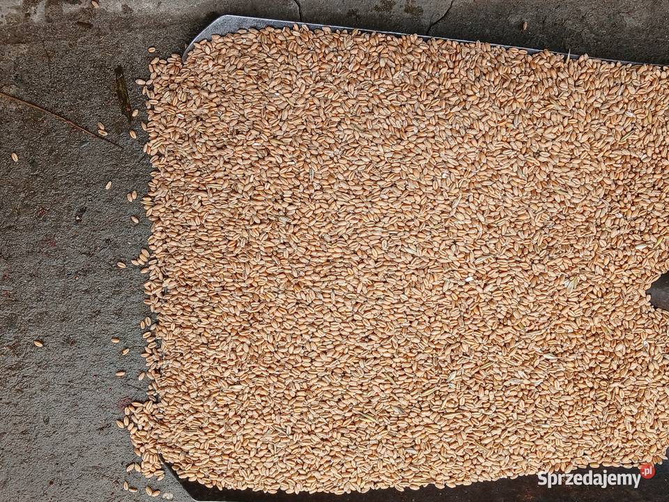 Sprzedam pszenice sprzedam