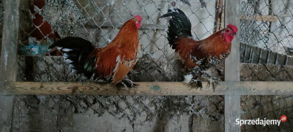 Sprzedam koguty liliputy lubelskie