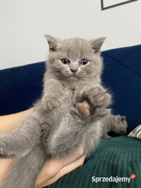 Słodkie kotki na kolanka sprzedam