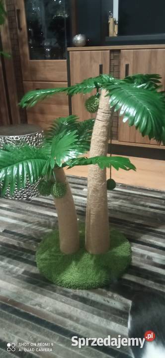 Drapak kota palma tropikalna kokosowa piękny podlaskie Białystok