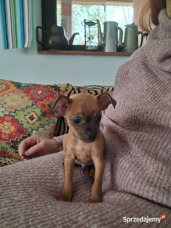 Toy rosyjski krótkowłosy Pozostałe Orzysz sprzedam