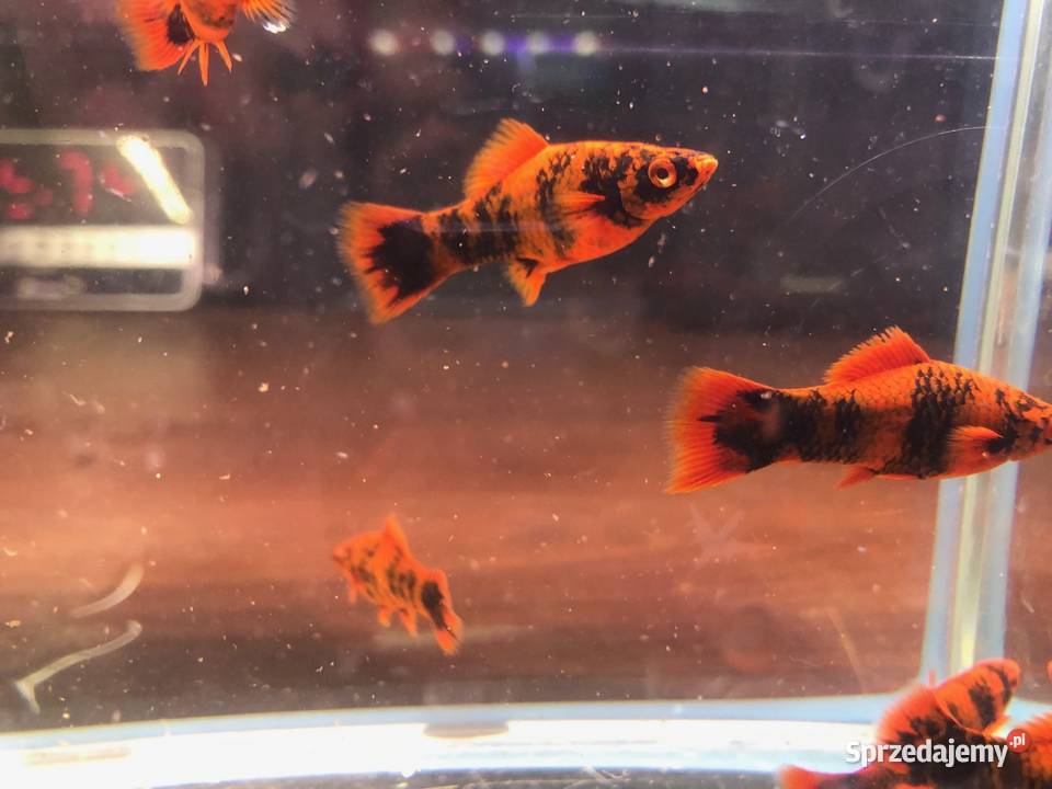 Marble mieczyki ładne Justynów