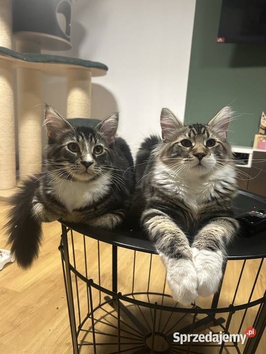 Kociaków Maine Coon Różne kolory