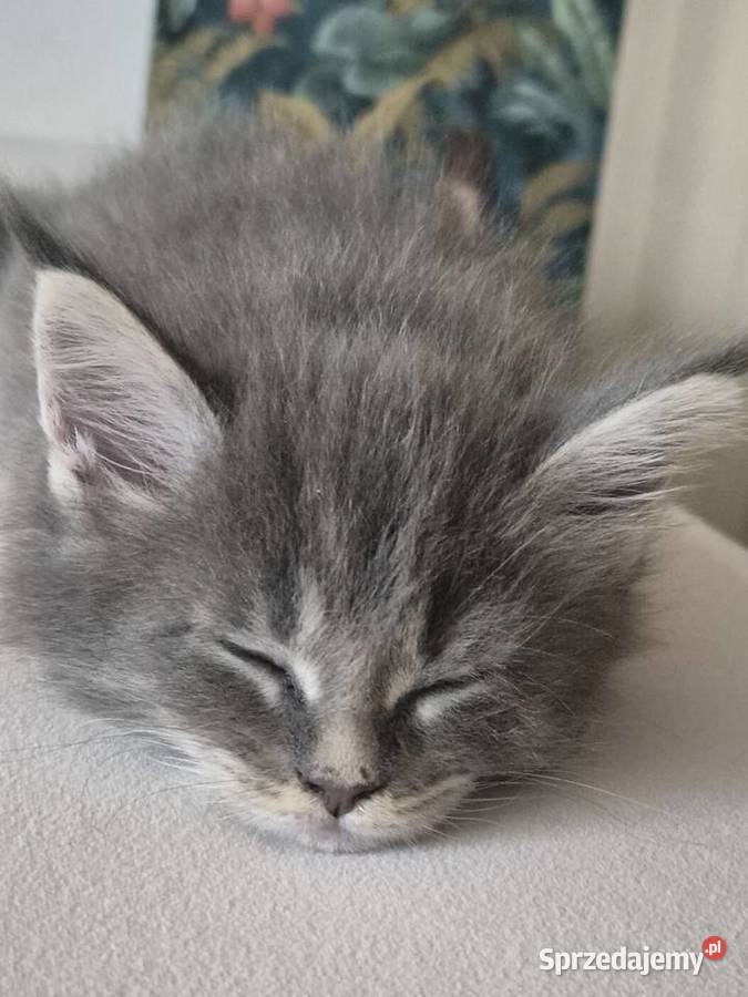 Maine coon kocięta Rurzyca