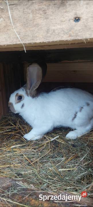 Sprzedam królika samca Skarszewy